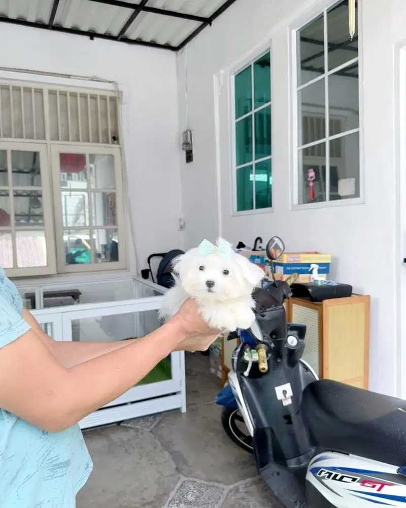 Micro teacup maltese super kecil imut gemesin malthese maltis maltes