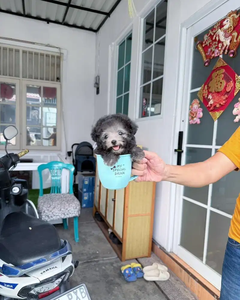 Male teacup light silver poodle super cute face podle pudel pudle