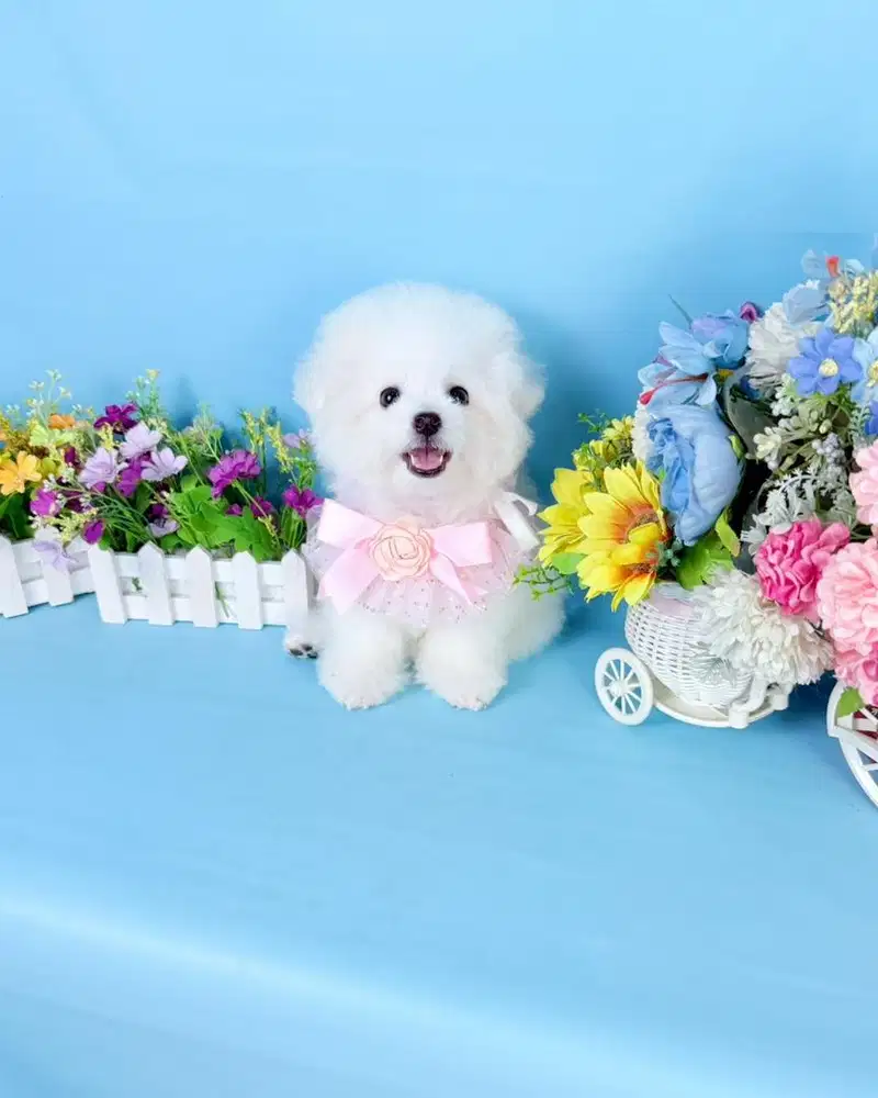 Female korean mini bichon frise super cute face bloodline import korea