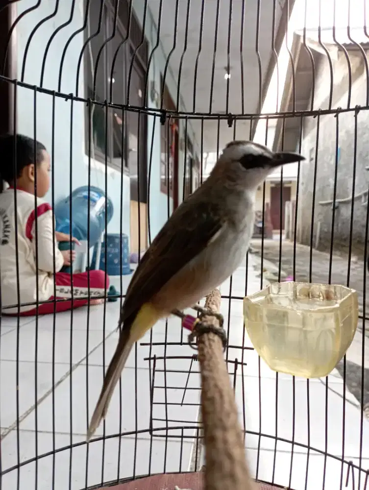 Burung trucukan Jinak dari lolohan jantan Udah ngeropel