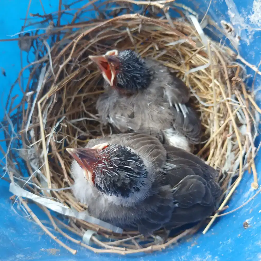 Burung kutilang lolohan