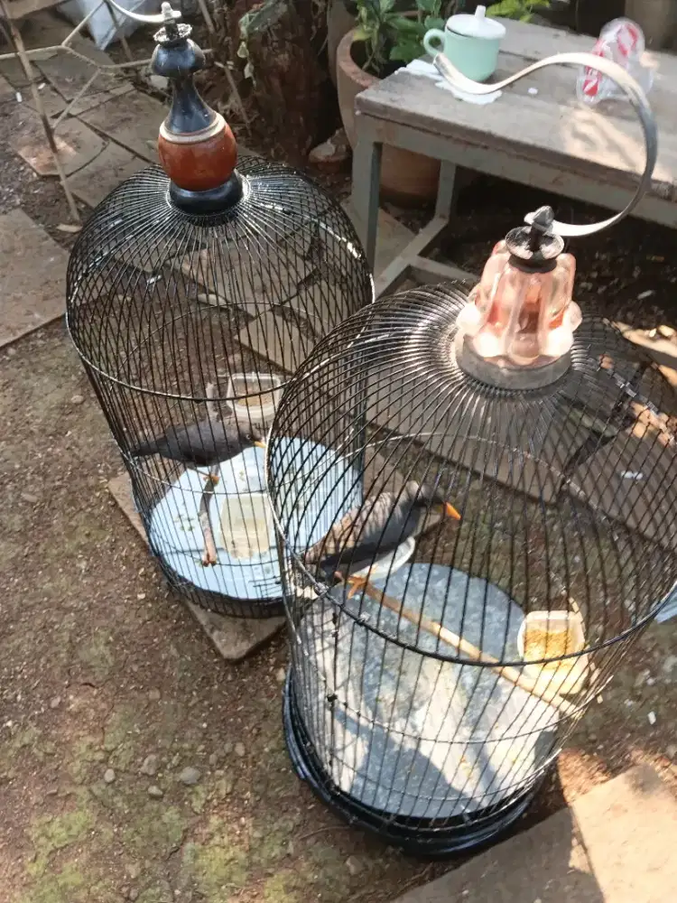 Jalak2 ekor mata putih + kandang2