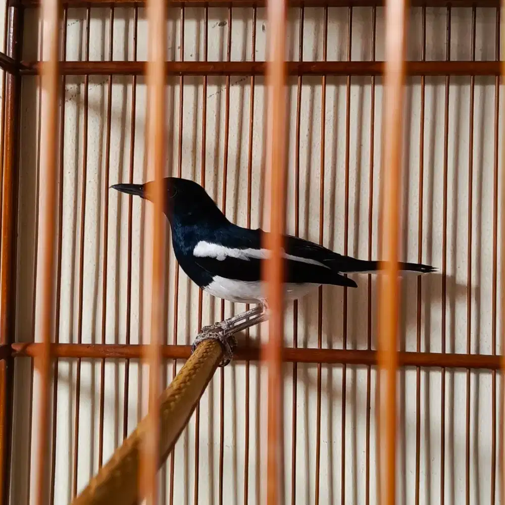 burung kacer kelar mabung fs B&R