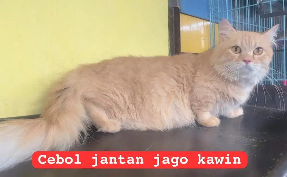 Kucing munckhin cebol persia long hair