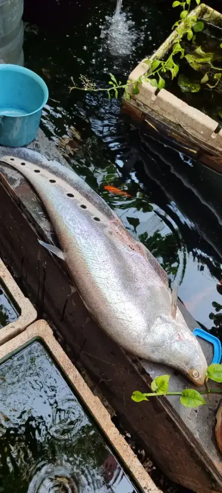 Bahan Pempek Premium (Ikan Belida)