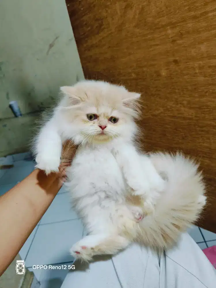 Kitten Persia creamy jantan