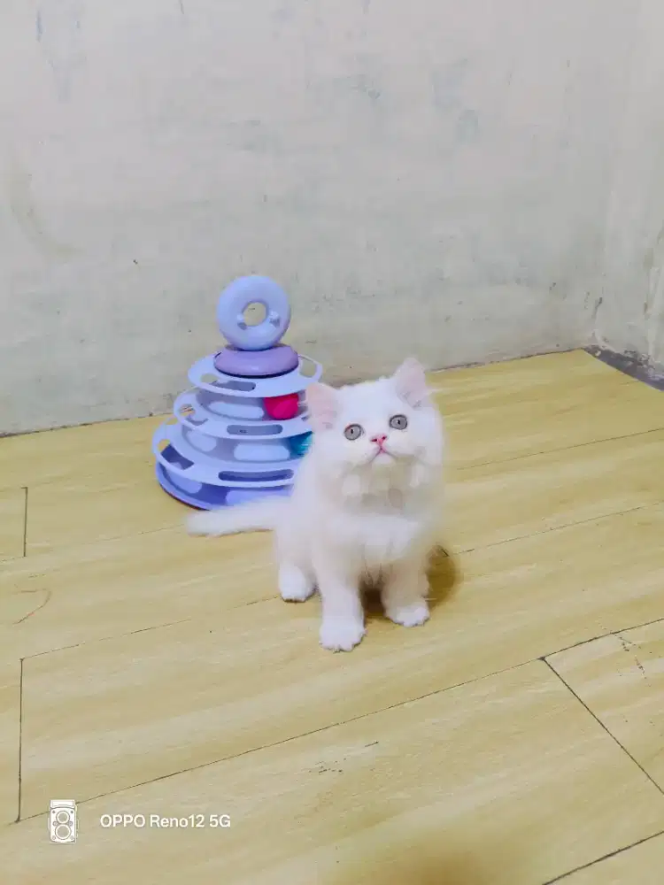 Kitten Persia putih solid