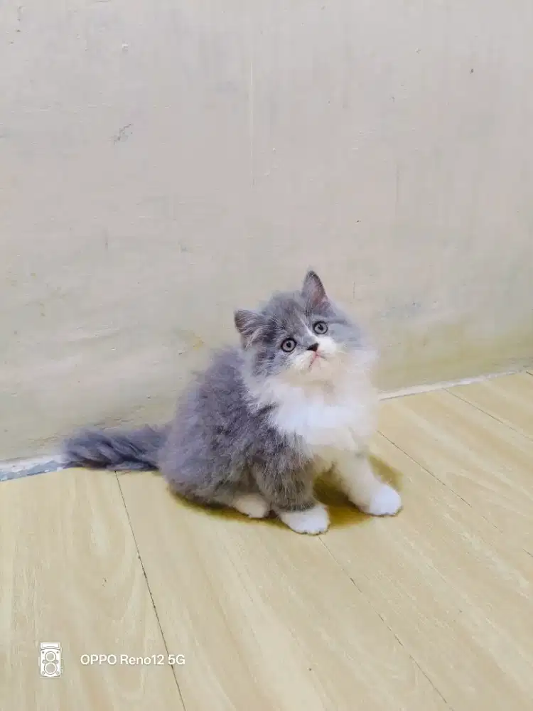 Kitten Persia abu putih jantan