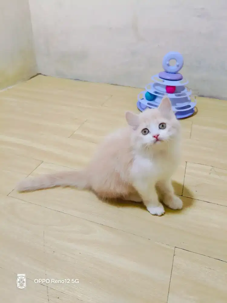 Kitten Persia cream jantan