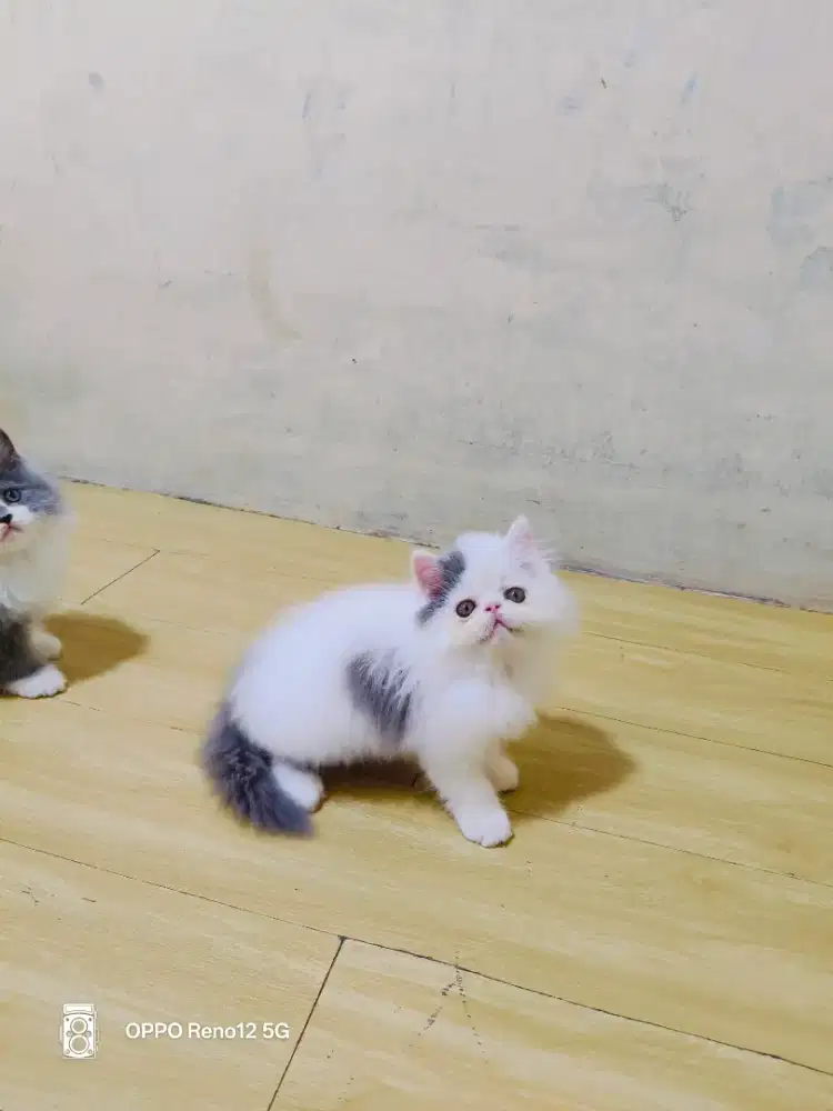 Kitten Persia peaknose jantan