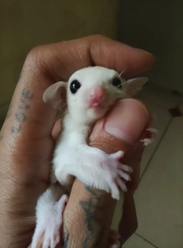 sugar glider leu