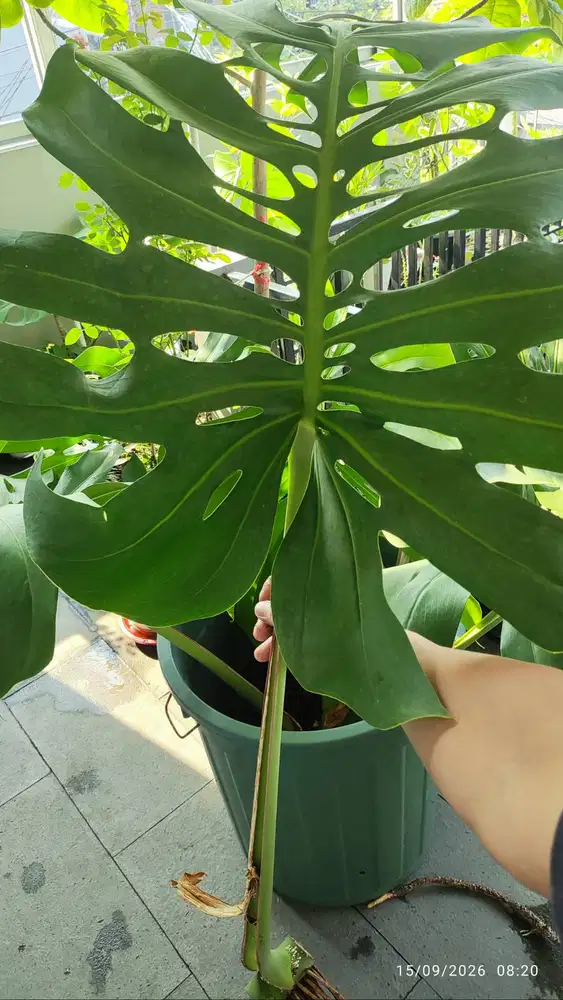 Monstera Deliciosa KiNG