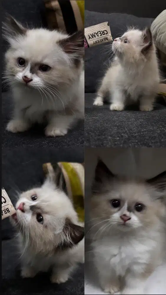 Munchkin British Shorthair & Ragdoll