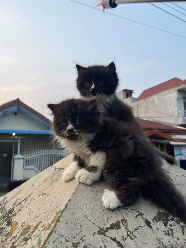 KITTEN PERSIA LONGHAIR
