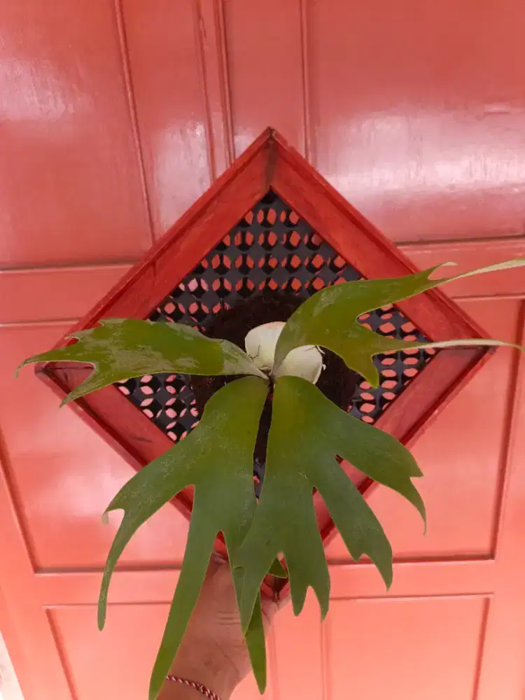 Tanaman tanduk rusa(Pletycerium willincki)