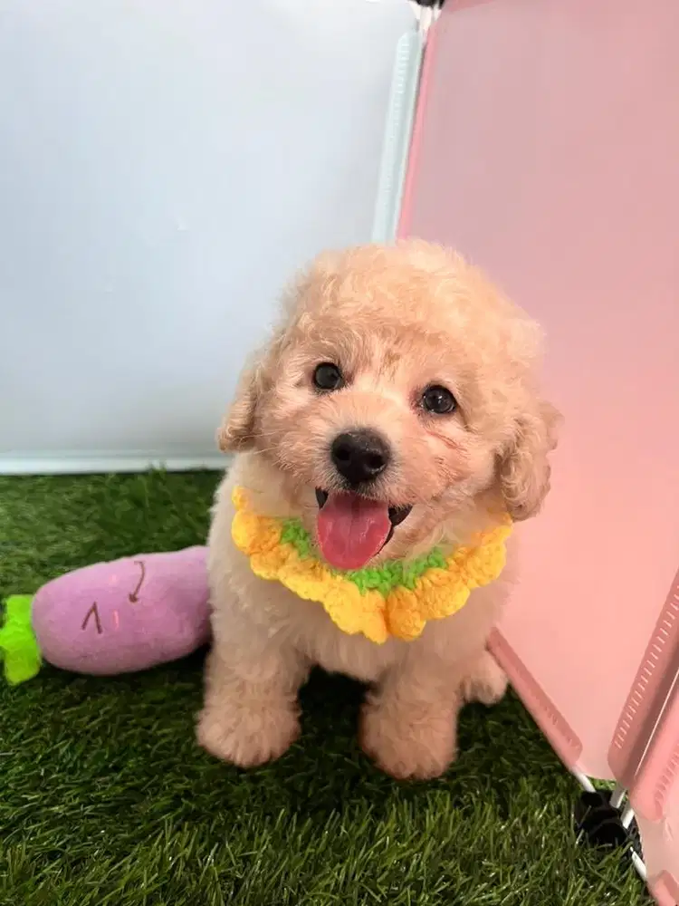 Maltipoo broken white