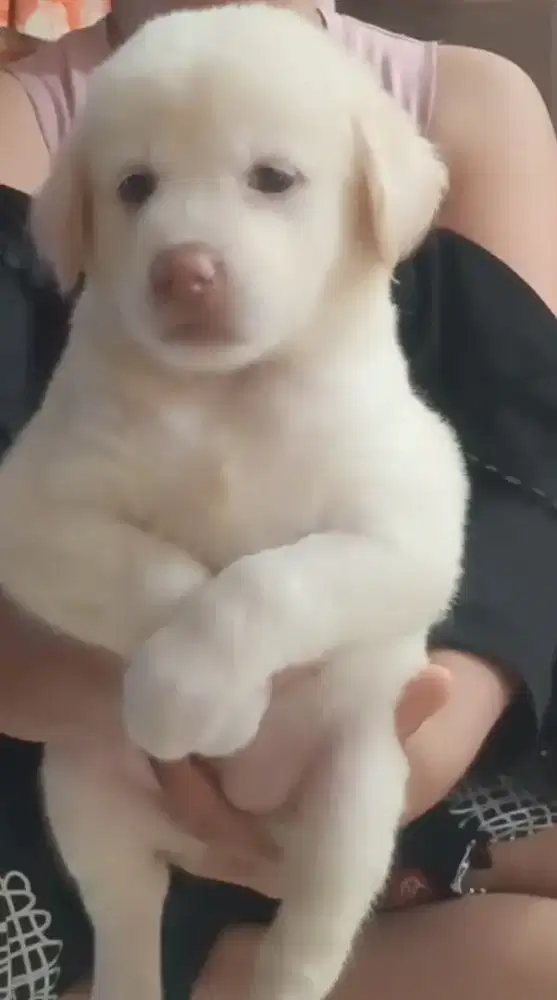 anjing puppy kintamani mix husky