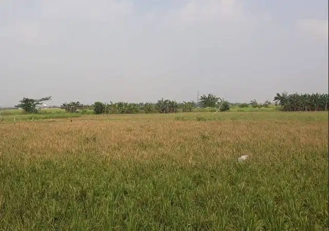 DIJUAL SAWAH PRIBADI - KARAWANG