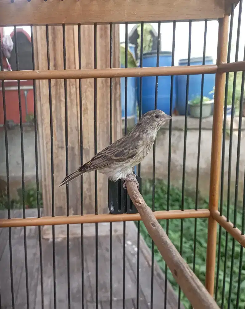 Burung Blackthroat Anak Sudah Rajin
