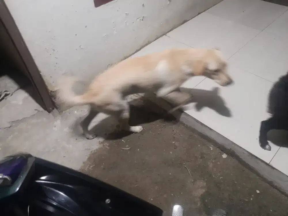 Jual anjing peliharaan