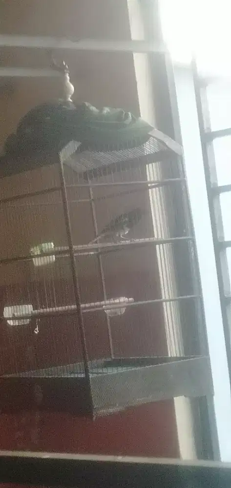Burung Kacer sehat dan sudah bunyi full set sama kredong kandang ebod