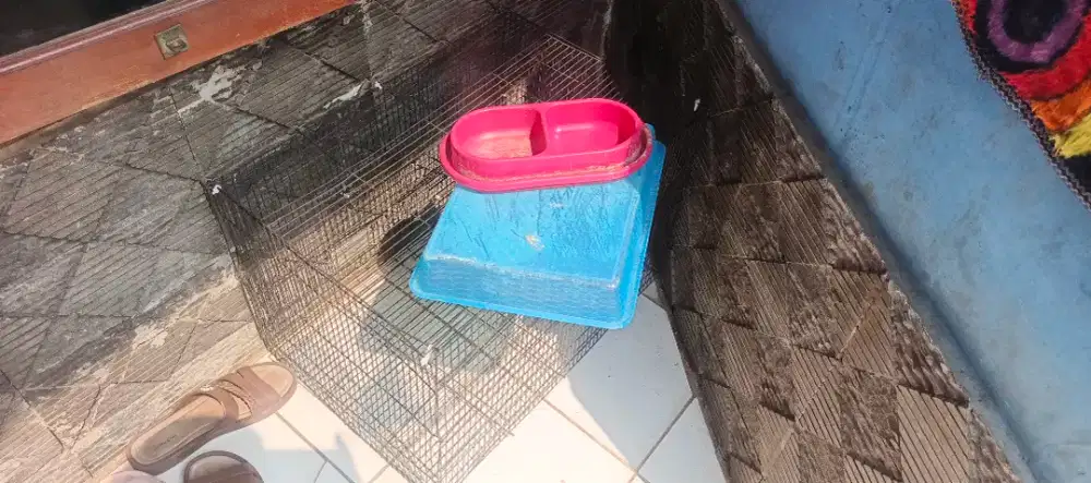 Kandang kucing kelinci dan burung tmpat pasir dan Tempat makan