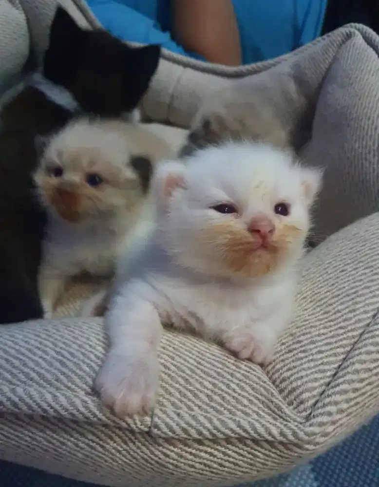 RAGDOLL KITTEN JANTAN MATA BIRU