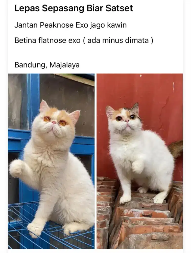 Persia Peaknose Sepasang