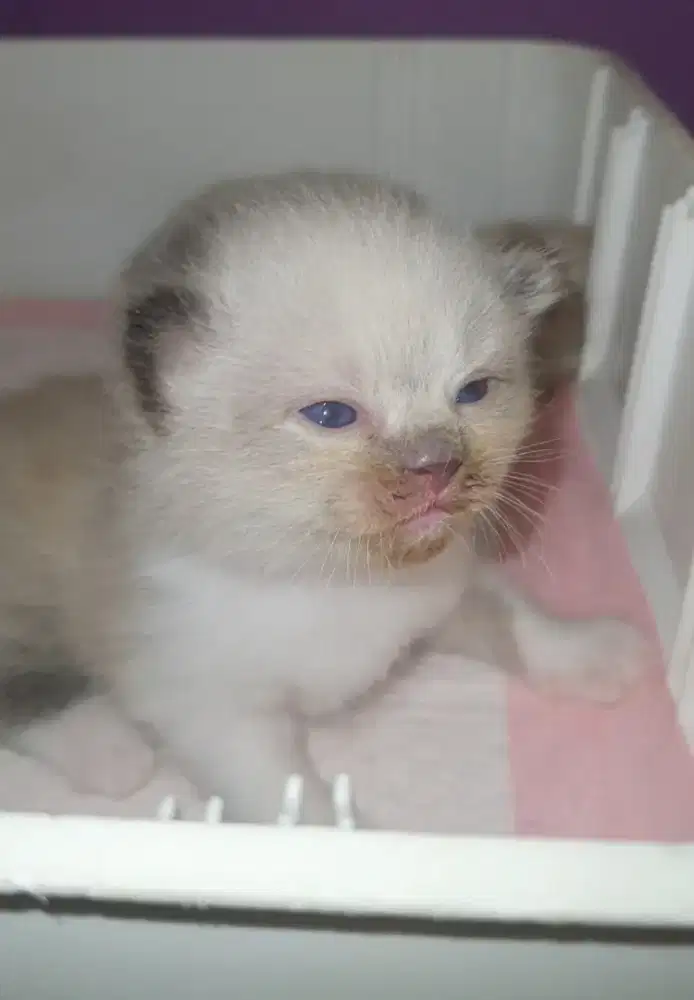 RAGDOLL KITTEN JATAN