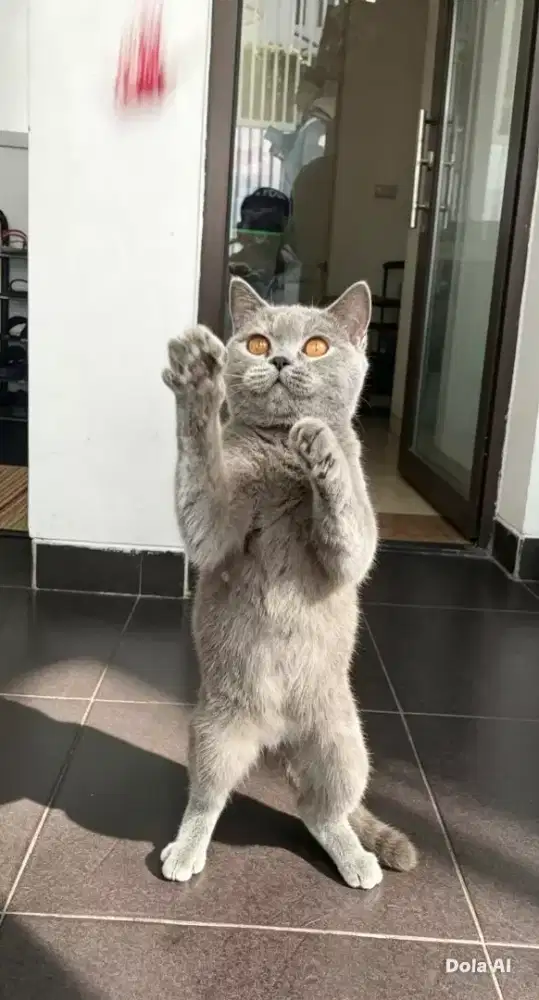 Kucing bsh pure  Abu tortie betina