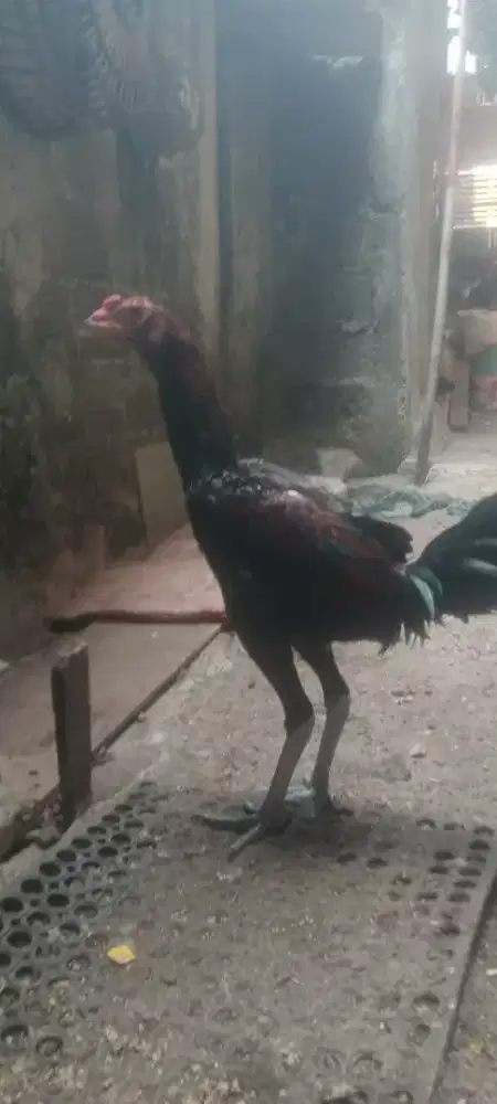 Jual cepat ayam bangkok jangaraan