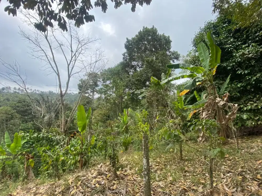Dijual Lahan Kebun Produktif Cocok untuk Konsep Bisnis&Investasi