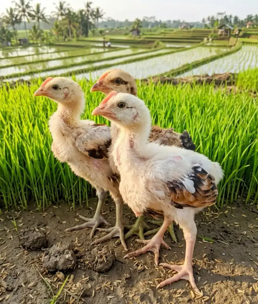 AYAM PELUNG 3 EKOR