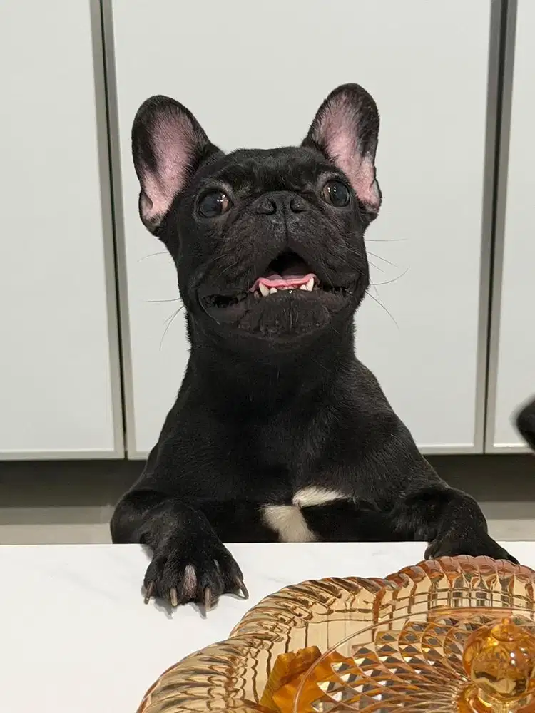 French bulldog betina