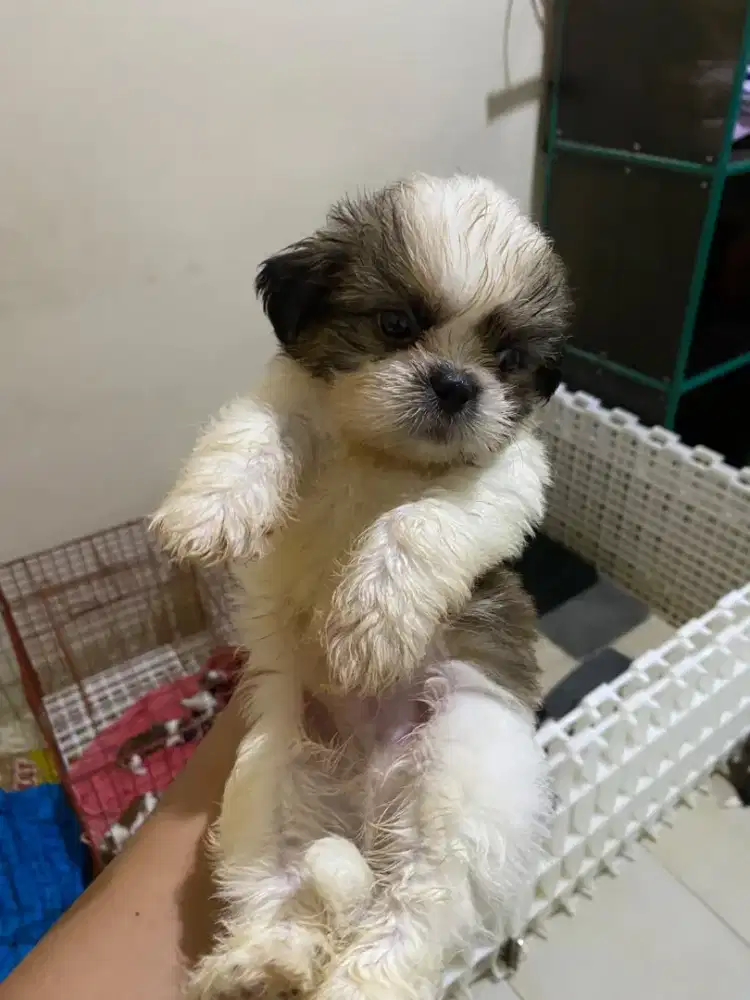 shitzu umur 1.5 bulan