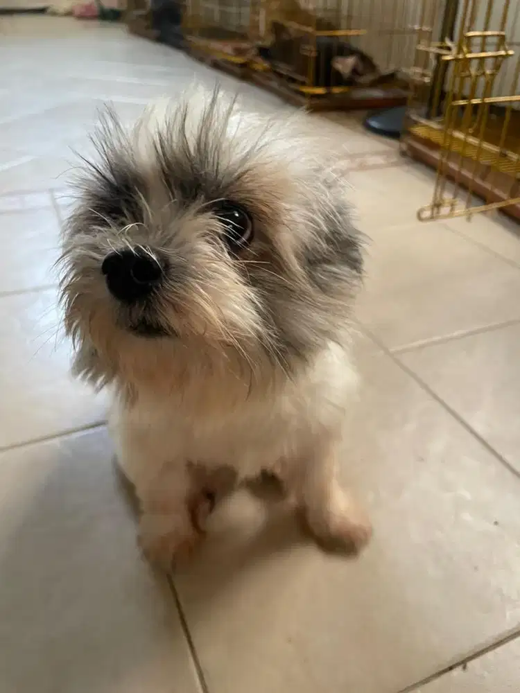 shihtzu sepasang hamil