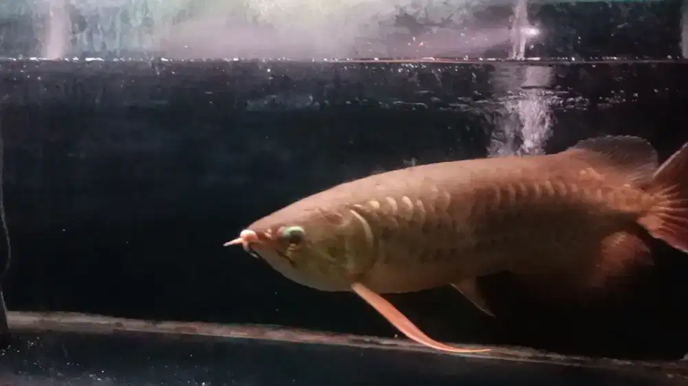 Ikan Arwana golden