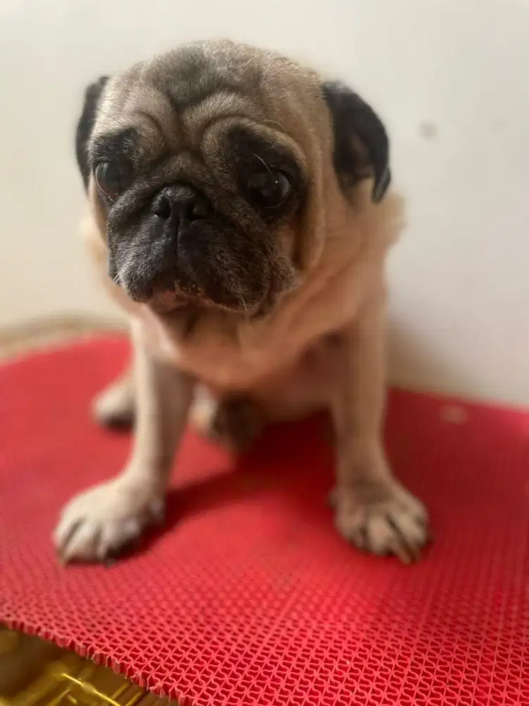 SEMI ADOPSI PUG JANTAN