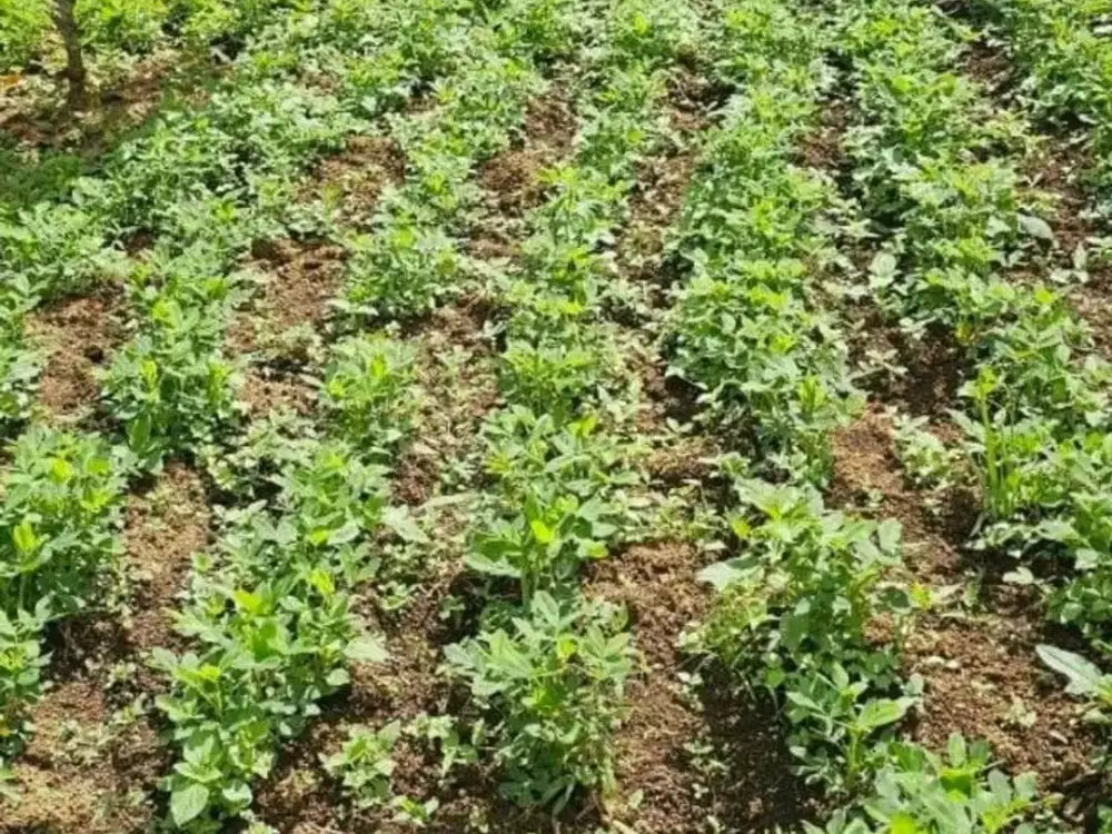 Dijual Lahan Produktif di Daerah Dataran Tinggi yang Super Subur