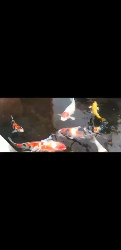 Jual ikan koi kesayangan