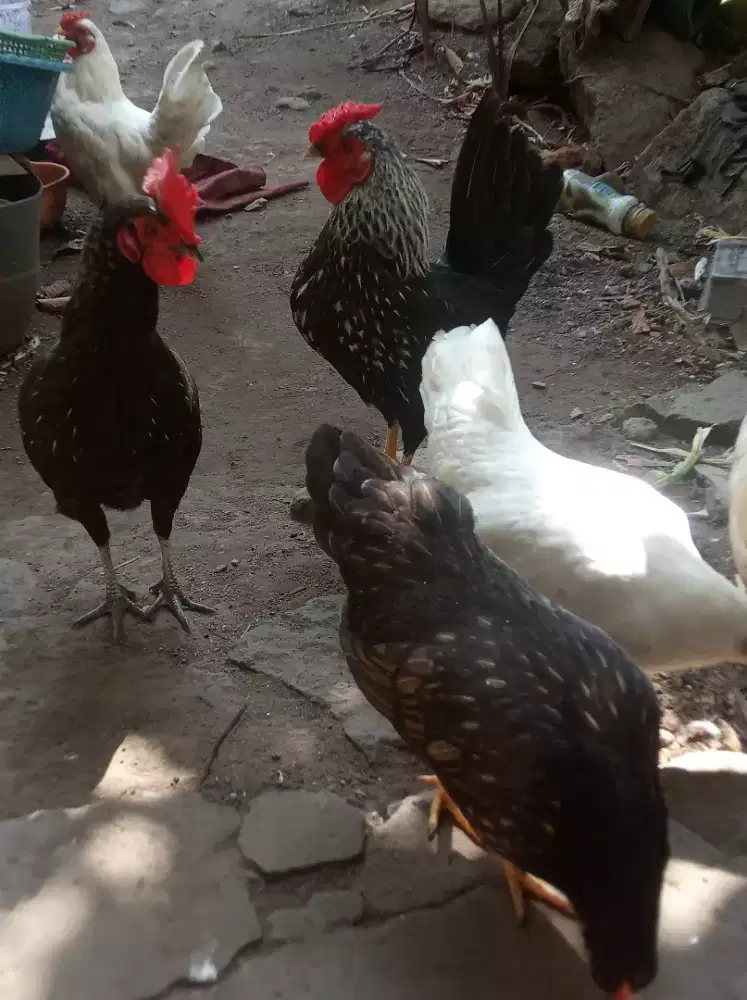 Ayam Hias Kate Jago Kluruk