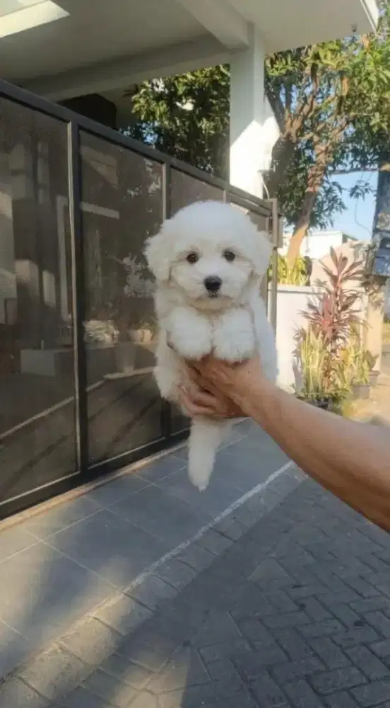 Korean Mini Bichon Frise Female Cucu Import Korea