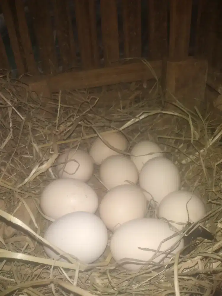 Telur ayam kampung bisa untuk tetas