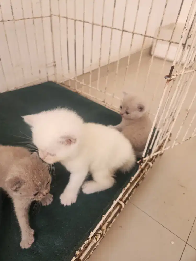 Kucing british Shorthair BSH