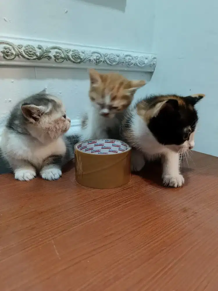 Open adopsi kucing Persia bapak nya pesek