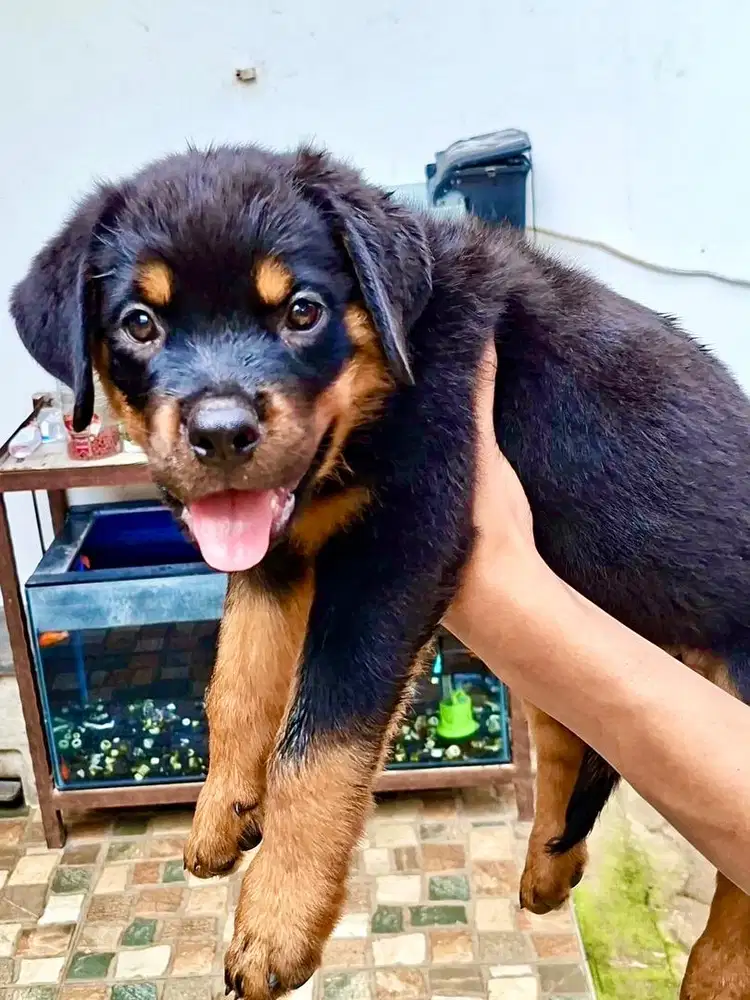 Anak Anjing Rottweilers