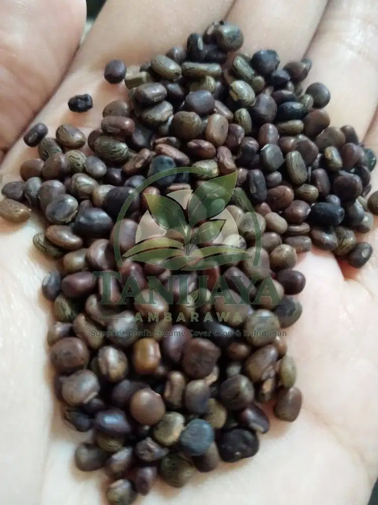 Jual Benih Centrocema Pubescens CP Asli - Bibit Kacangan Penutup Tanah