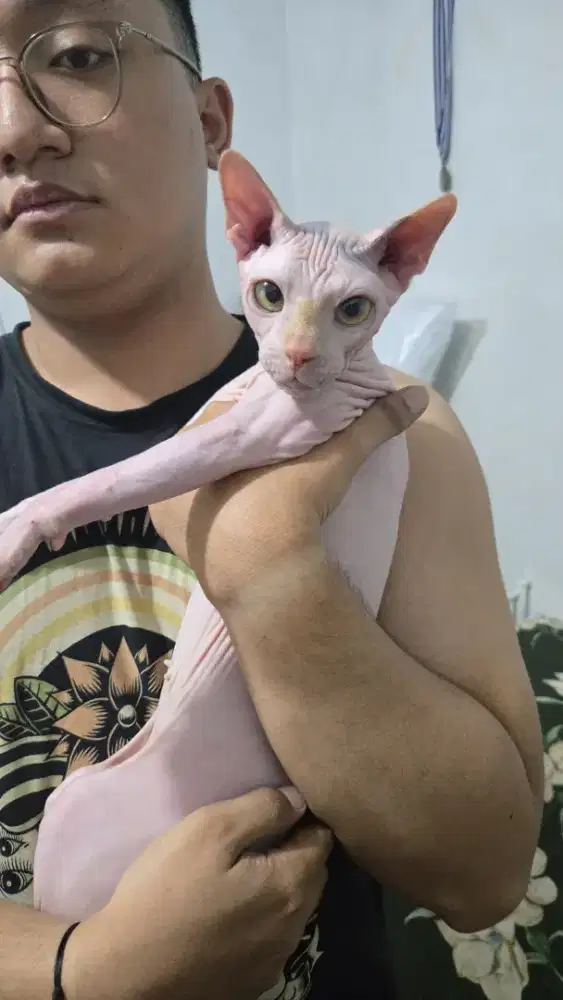 Dijual Sphynx, sale!