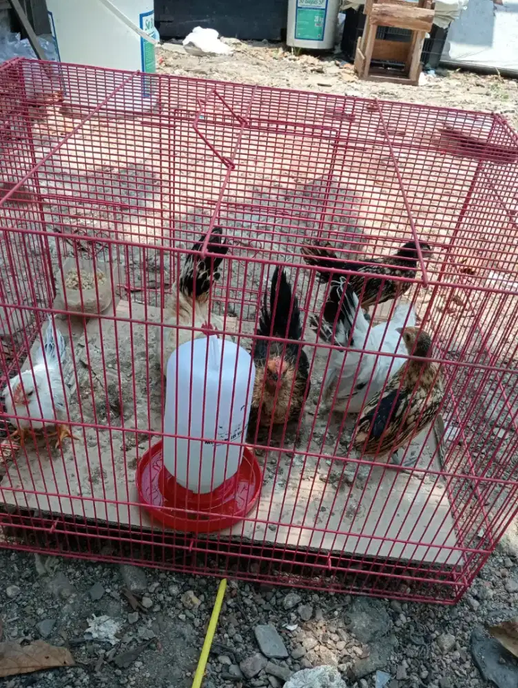 Ayam Kate kanada dan Kate cabo