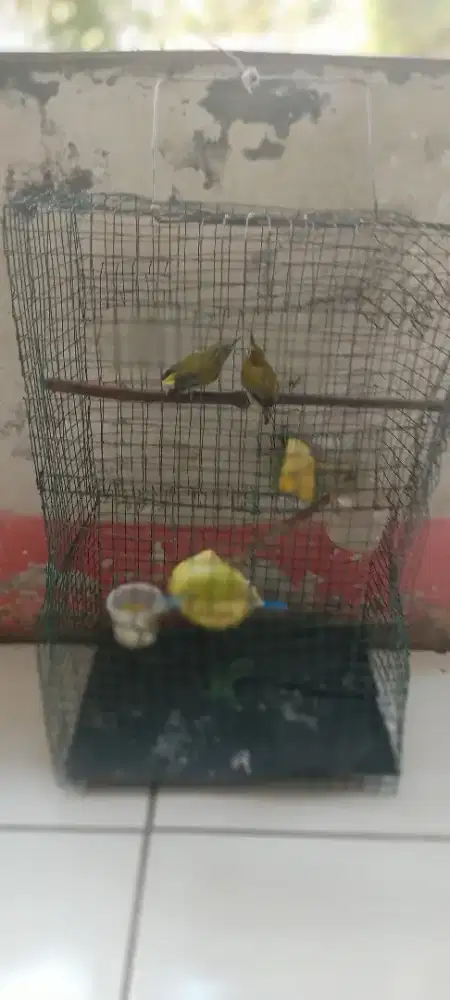 Sepasang kacamata kecil